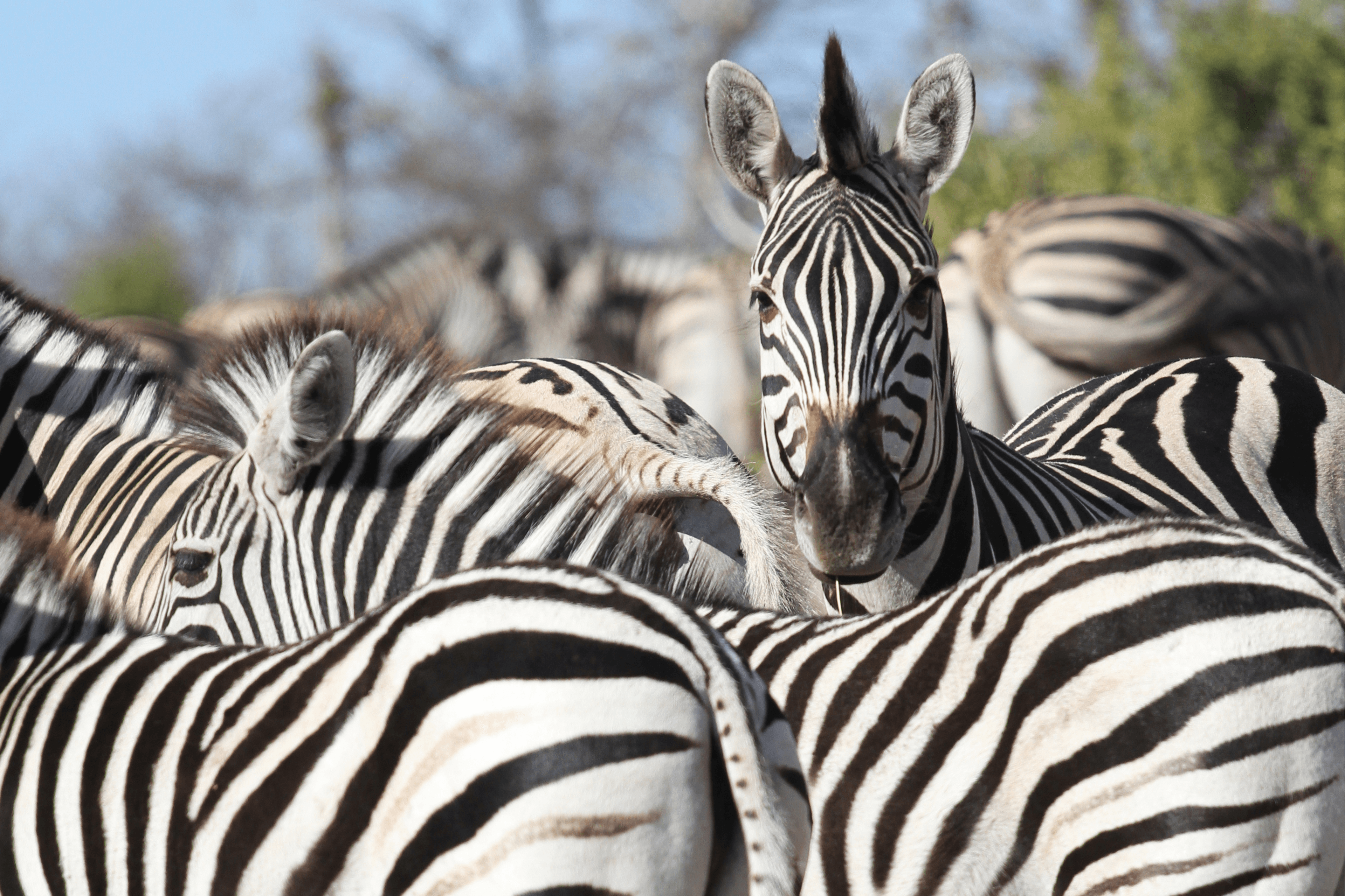 KENYA & TANZANIA HOSTED BY LYNN - 15 DAYS - DEPARTING FEBRUARY 10, 2024 (6 Seats Left!) - background banner