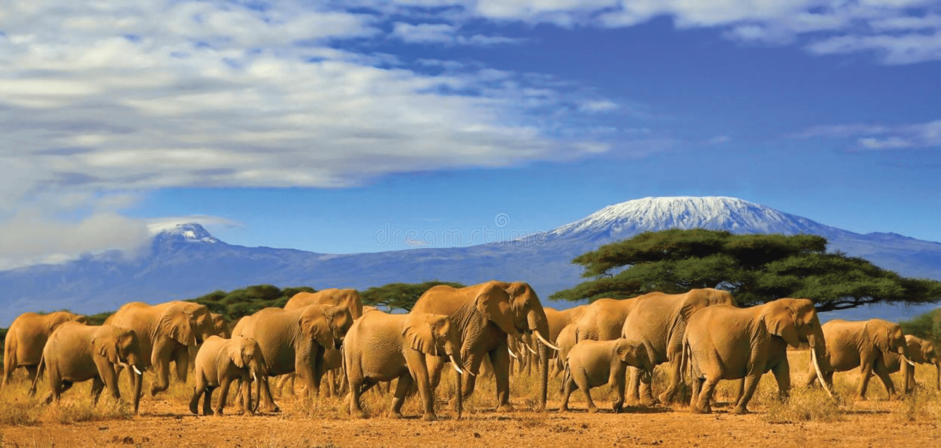 KENYA & TANZANIA HOSTED BY GARTH LAYDEN - 15 DAYS - DEPARTING JANUARY 17, 2024 (ON REQUEST) - background banner
