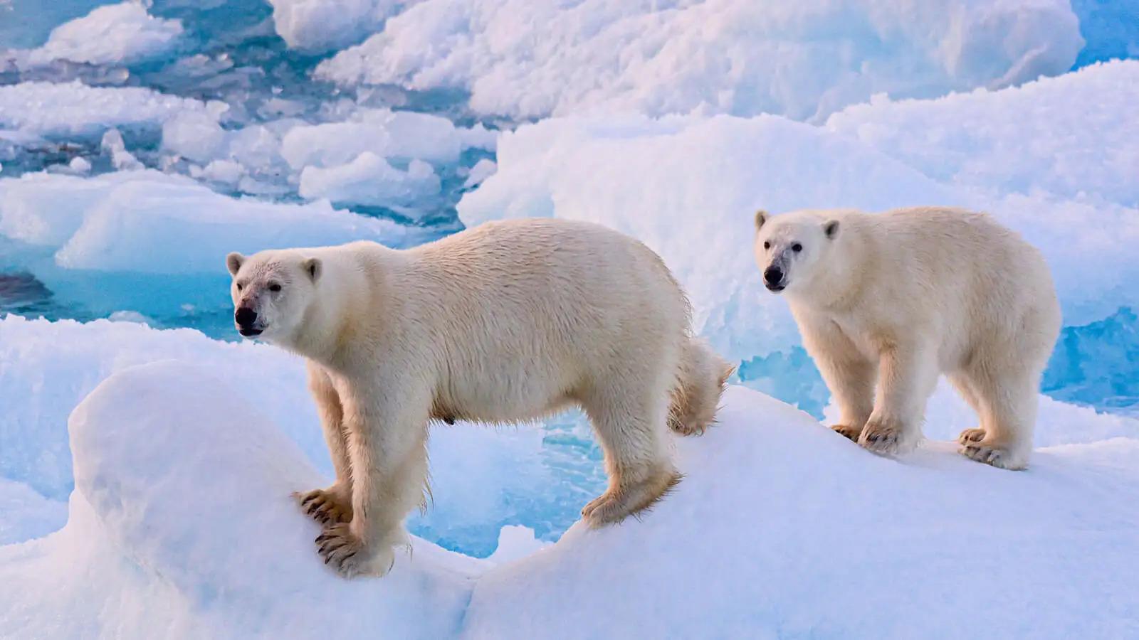 Heart of the Arctic -Small Ship Expedition Cruise Departing July 22, 2024 - background banner